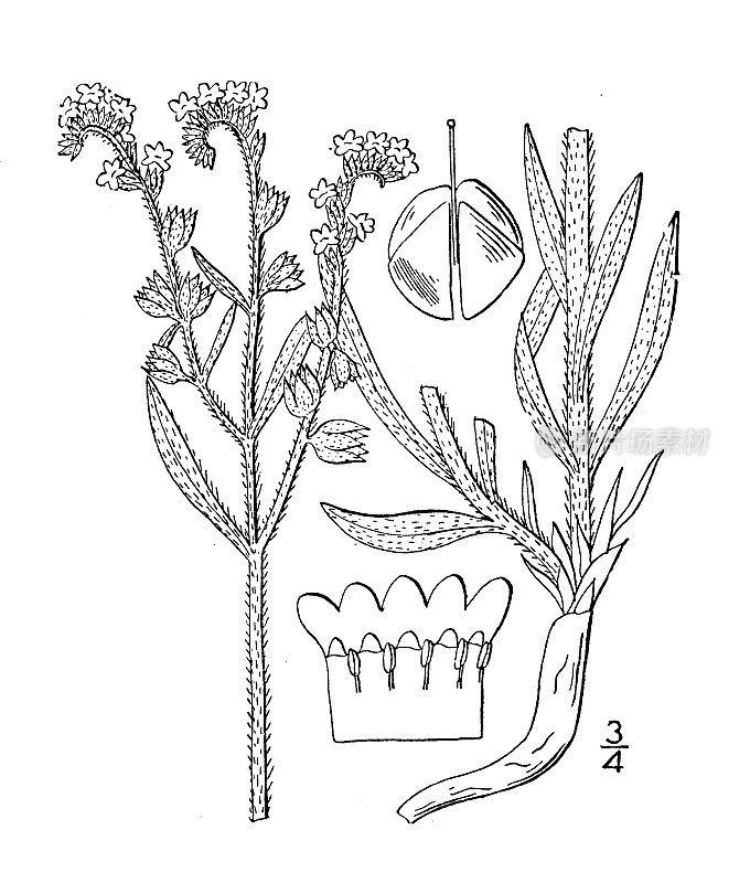 古植物学植物插图:Oreocarya suffruticosa，灌木Oreocarya
